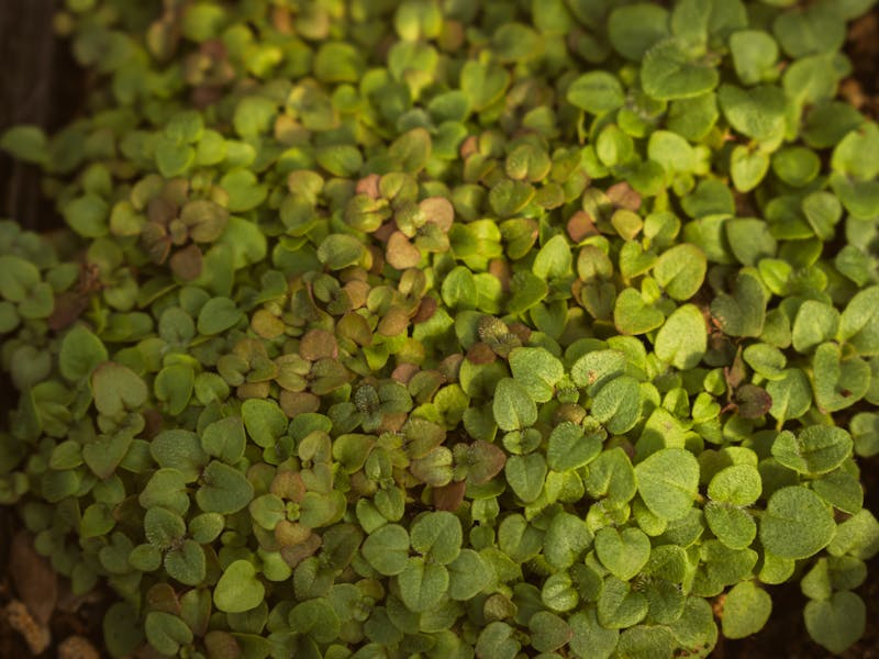 **Najbolji Proljetni Recepti: Uživajte u Svježim Okusima Sezone** - Fourth Image