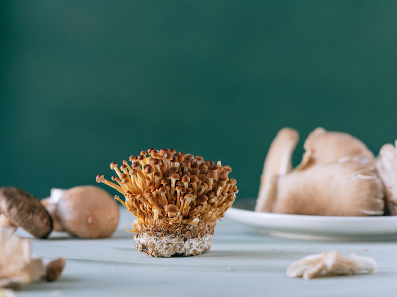 **Otkrijte Najbolje Balkanske Recepte: Sarma, Ćevapi, Gibanica i Još Mnogo Ukusa** - Third Image