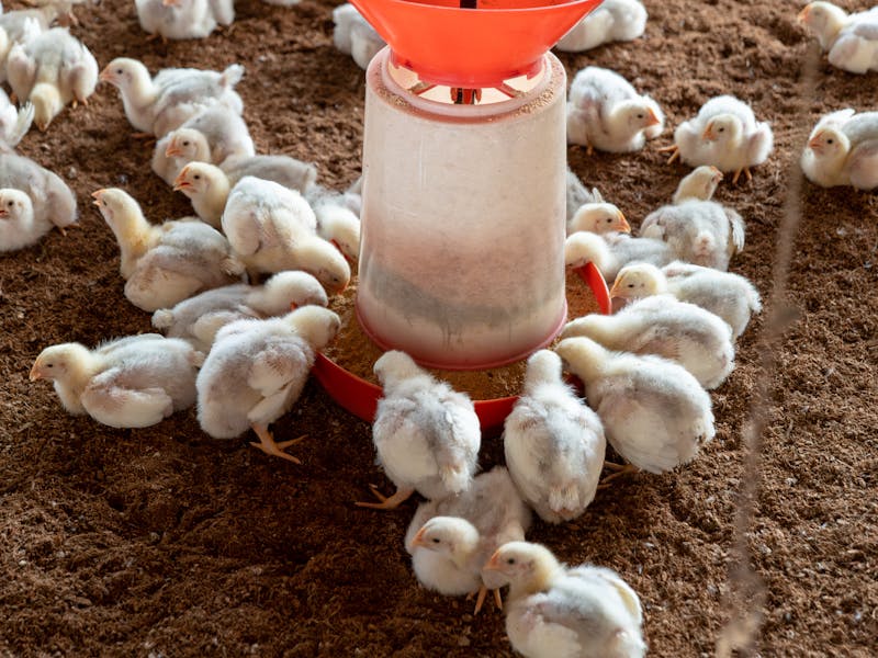 **3 Brza i Zdrava Recepta Dana: Pileći Fileti, Vegetarijanska Paella i Čokoladni Kolač bez Brašna** - Fourth Image