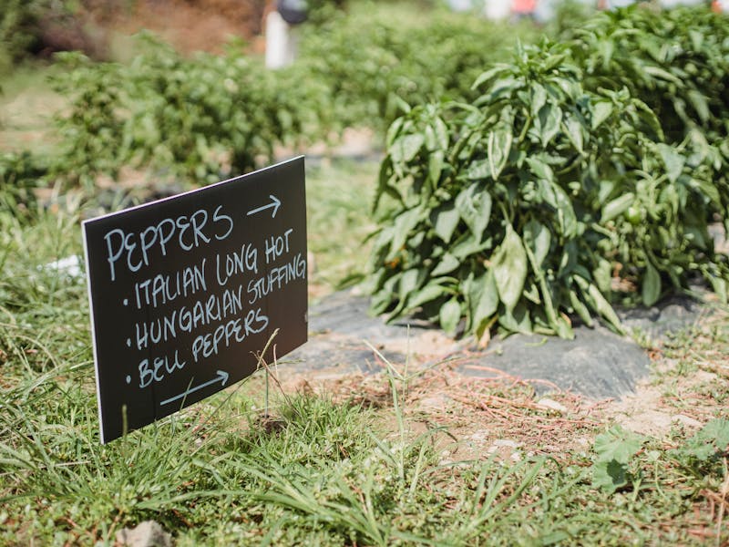 ** Tradicionalni  Sarma, Musaka i Punjene Paprike** - Fourth Image